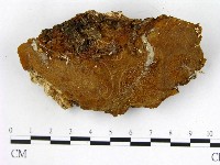 藏品(木層孔菌屬)的圖片