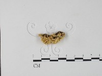 藏品(銀耳屬)的圖片