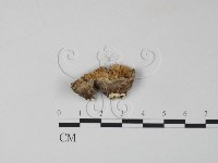 藏品(雲芝)的圖片