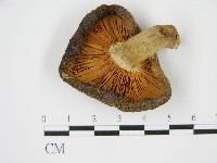 藏品(香菇	)的圖片