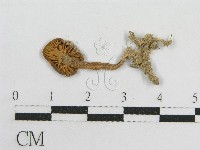 藏品(粉褶菌屬)的圖片