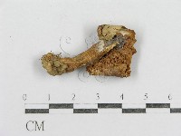 藏品(紅菇屬)的圖片