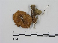 藏品(乳菇屬)的圖片