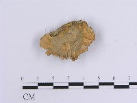 藏品(韌革菌屬)的圖片