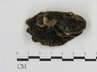 藏品(纖孔菌屬)的圖片