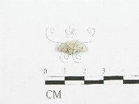 藏品(裂褶菌)的圖片