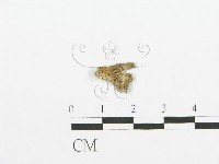 藏品(裂褶菌)的圖片