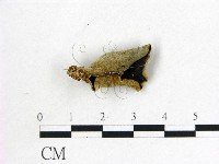 藏品(毛木耳)的圖片