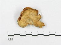 藏品(糙皮側耳)的圖片