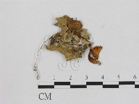 藏品(小菇屬)的圖片