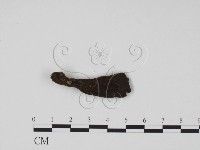 藏品(炭角菌屬)的圖片