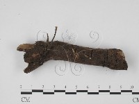 藏品(炭角菌屬)的圖片