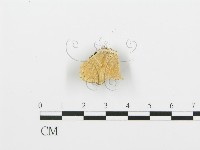 藏品()的圖片