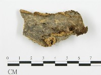 藏品(煙管菌)的圖片