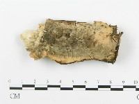 藏品(煙管菌)的圖片