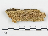 藏品(薄孔菌屬)的圖片