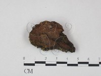藏品()的圖片