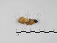 藏品(雲芝)的圖片