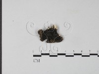 藏品(雲芝)的圖片