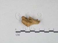 藏品(雲芝)的圖片