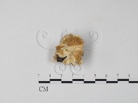 藏品(雲芝)的圖片