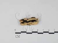 藏品(雲芝)的圖片