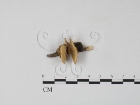 藏品(雲芝)的圖片