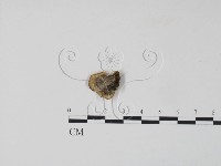 藏品(雲芝)的圖片