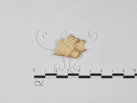 藏品(雲芝)的圖片