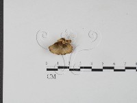 藏品(雲芝)的圖片