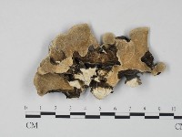 藏品(雲芝)的圖片