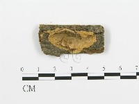 藏品(煙管菌)的圖片