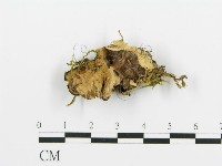 藏品(煙管菌)的圖片