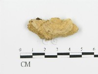 藏品(煙管菌)的圖片