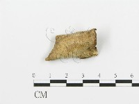 藏品(煙管菌)的圖片