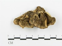 藏品(煙管菌)的圖片