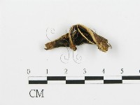 藏品(煙管菌)的圖片