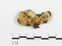 藏品(煙管菌)的圖片