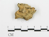 藏品(煙管菌)的圖片