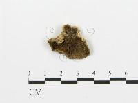 藏品(煙管菌)的圖片