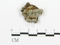 藏品(煙管菌)的圖片