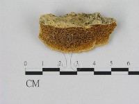 藏品()的圖片