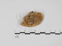 藏品(偏腫栓菌)的圖片