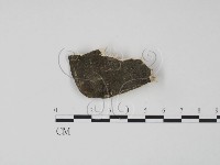 藏品(偏腫栓菌)的圖片