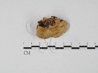 藏品(偏腫栓菌)的圖片