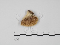 藏品(偏腫栓菌)的圖片