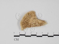 藏品(偏腫栓菌)的圖片