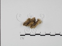 藏品()的圖片