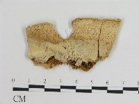 藏品()的圖片