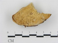 藏品(松生擬層孔菌)的圖片